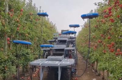 Дроны собирают яблоки в Израиле